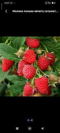 Продается саженцы малины,ремонтантные сорта,полька