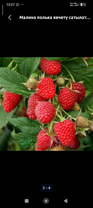 Продается саженцы малины,ремонтантные сорта,полька