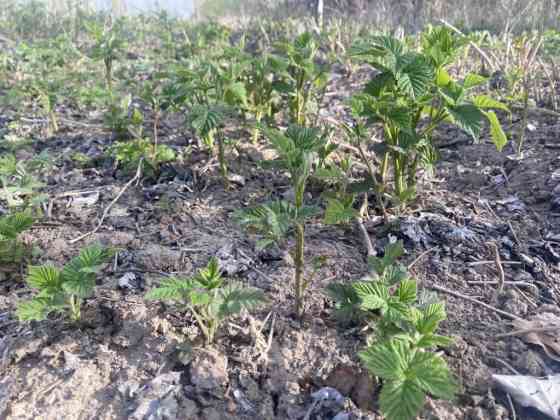 Саженцы малины (молодые корневые отпрыски) - Сортовая малина с мощной Бишкек