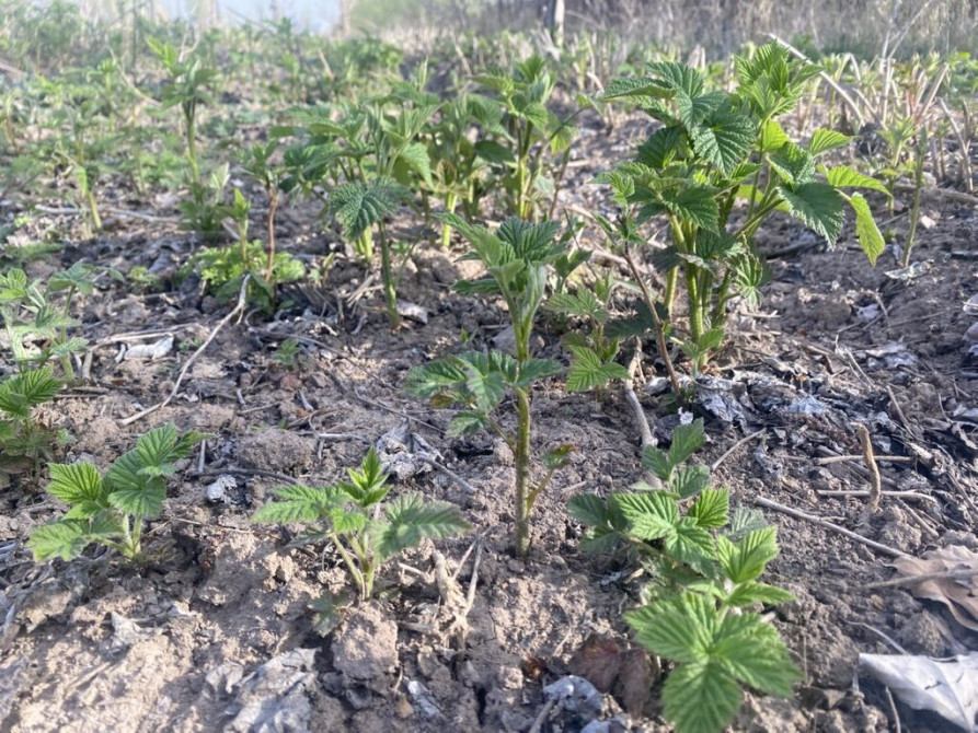 Саженцы малины (молодые корневые отпрыски) - Сортовая малина с мощной Бишкек - изображение 1