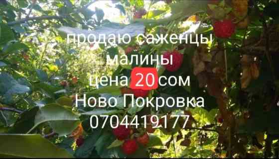 Саженцы малины. - Ремонтантная садовая малина с крупными Бишкек