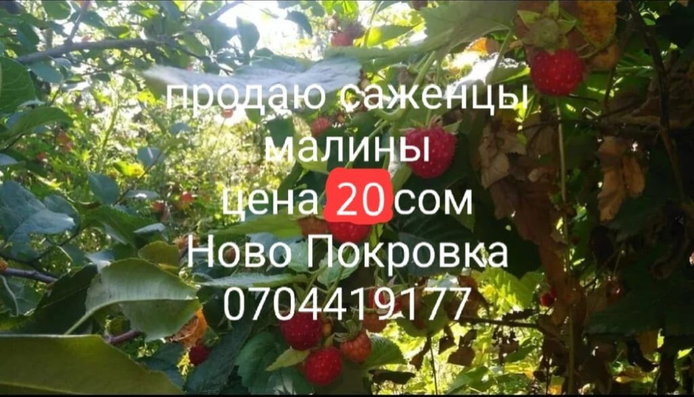 Саженцы малины. - Ремонтантная садовая малина с крупными Бишкек - изображение 1