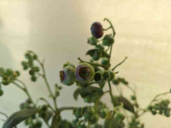 Продаю саженцы голубики, сорт Дюк ранний . номер Бишкек