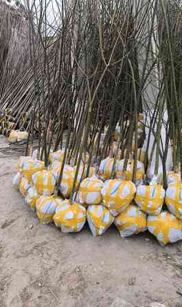 Кочот сатылат КОЧОТ Алма,Орук Превосход,крипсон Доставка любой область Бишкек