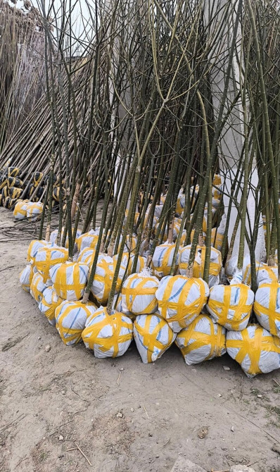 Кочот сатылат КОЧОТ Алма,Орук Превосход,крипсон Доставка любой область Бишкек - изображение 1