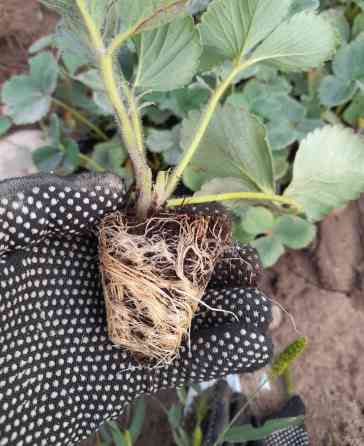 Рассада клубники (садовой земляники) в кассетах -Альбион сорт 1штук Бишкек