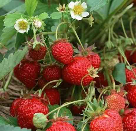 Продаю рассаду ???? ???? на клубники, местный Черный Принц долгоиграющий Бишкек