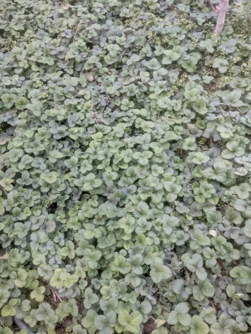 Рассада садовой земляники (клубники) - Здоровые розетки с хорошо Бишкек - изображение 1