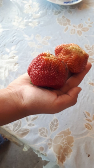 Рассада клубники. Сорт Гигантелла. И Альбион .Очень крупная ягода Бишкек - изображение 1