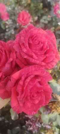 Плодовые саженцы и розы для сада - Ассортимент: яблоня, груша, слива Бишкек