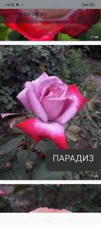 Плодовые саженцы и розы для сада - Ассортимент: яблоня, груша, слива Бишкек