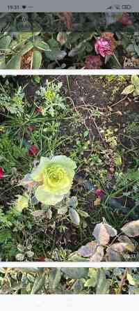 Плодовые саженцы и розы для сада - Ассортимент: яблоня, груша, слива Бишкек