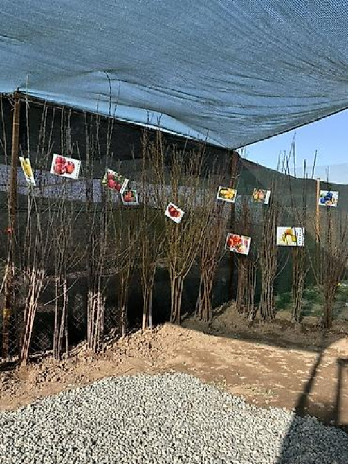 Плодовые саженцы и розы для сада - Ассортимент: яблоня, груша, слива Бишкек - изображение 25