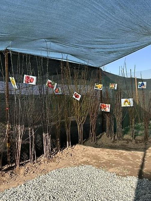 Плодовые саженцы и розы для сада - Ассортимент: яблоня, груша, слива Бишкек - изображение 10