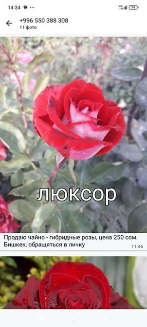 Плодовые саженцы и розы для сада - Ассортимент: яблоня, груша, слива Бишкек - изображение 22