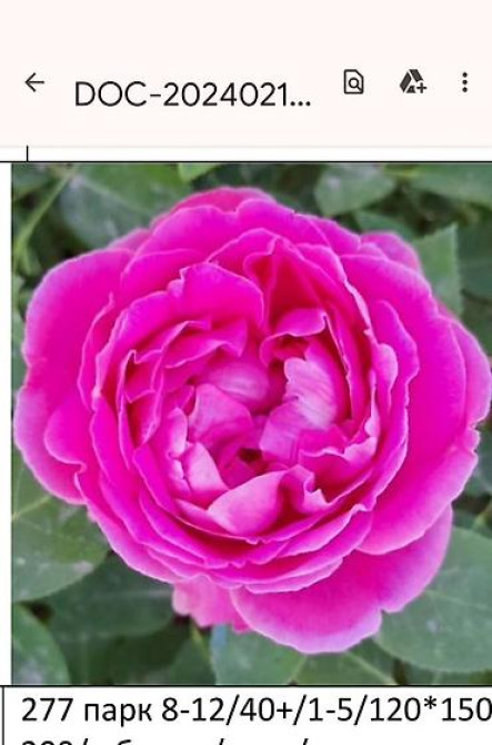 Плодовые саженцы и розы для сада - Ассортимент: яблоня, груша, слива Бишкек - изображение 19