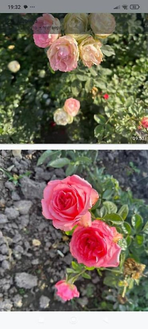 Плодовые саженцы и розы для сада - Ассортимент: яблоня, груша, слива Бишкек - изображение 7