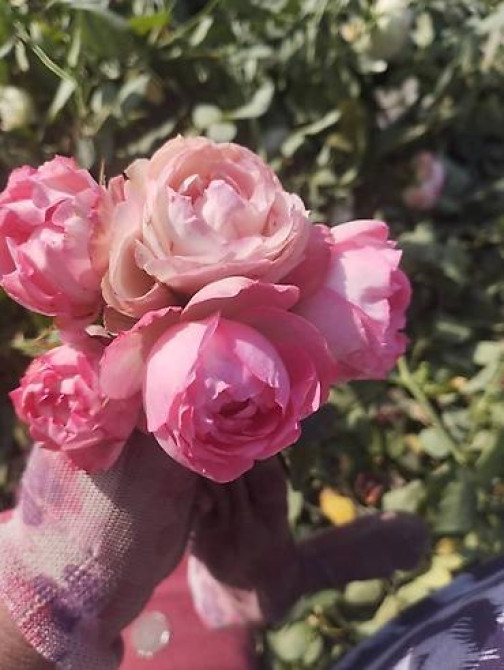 Плодовые саженцы и розы для сада - Ассортимент: яблоня, груша, слива Бишкек - изображение 16