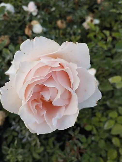 Плодовые саженцы и розы для сада - Ассортимент: яблоня, груша, слива Бишкек - изображение 1