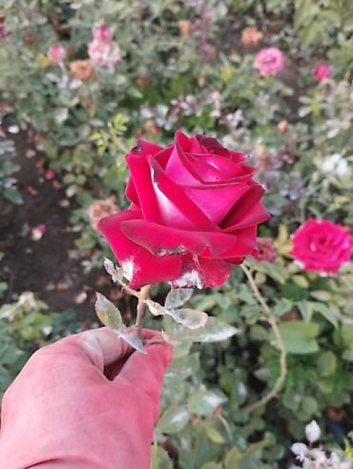 Плодовые саженцы и розы для сада - Ассортимент: яблоня, груша, слива Бишкек - изображение 8