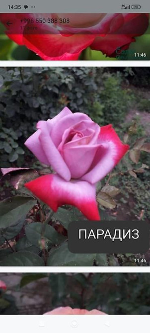 Плодовые саженцы и розы для сада - Ассортимент: яблоня, груша, слива Бишкек - изображение 2