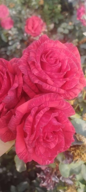 Плодовые саженцы и розы для сада - Ассортимент: яблоня, груша, слива Бишкек - изображение 17