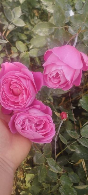 Плодовые саженцы и розы для сада - Ассортимент: яблоня, груша, слива Бишкек - изображение 13