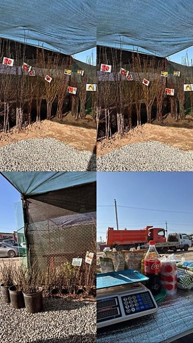 Плодовые саженцы и розы для сада - Ассортимент: яблоня, груша, слива Бишкек - изображение 24