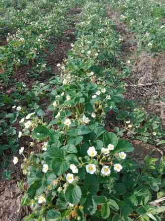 Продаю росаду клубнику чёрный принц Мице Шиндлер сорт очень реткй вкус Бишкек