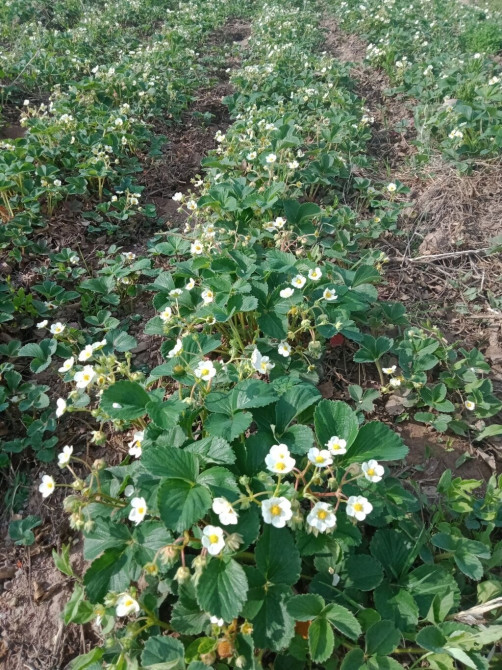 Продаю росаду клубнику чёрный принц Мице Шиндлер сорт очень реткй вкус Бишкек - изображение 1