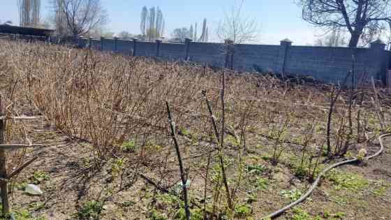 Саженцы малины на шпалере - Плодоносящие ряды малины, сформированные Бишкек