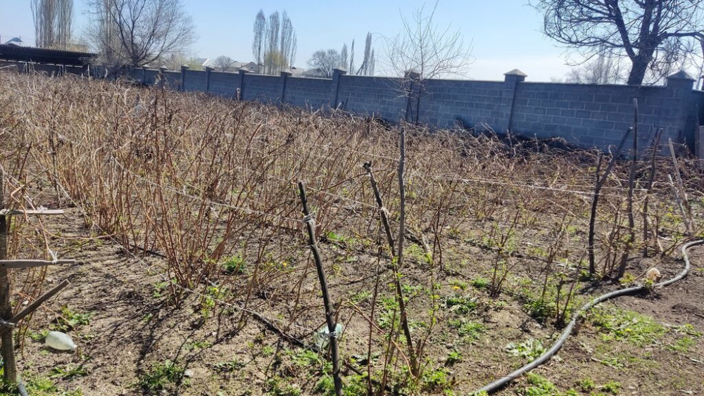 Саженцы малины на шпалере - Плодоносящие ряды малины, сформированные Бишкек - изображение 1