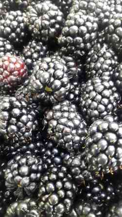 Саженцы ежевики Честер !! Крупная вкусная урожайная ежевика. БЕЗ Бишкек