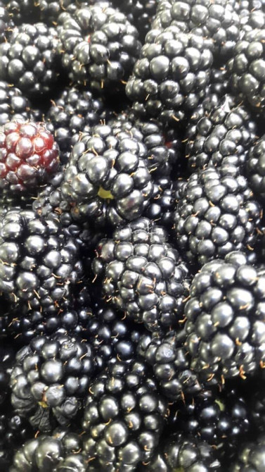 Саженцы ежевики Честер !! Крупная вкусная урожайная ежевика. БЕЗ Бишкек - изображение 1