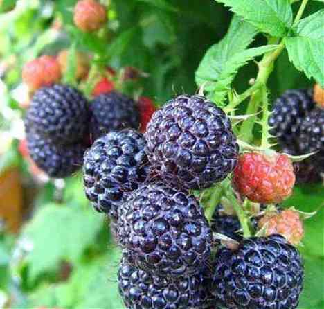 Продаю саженцы черноплодной малины. Очень вкусная и невероятно Бишкек