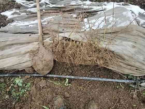 Саженцы ежевики (безшипные крупноплодные сорта) - Посадочный материал Бишкек