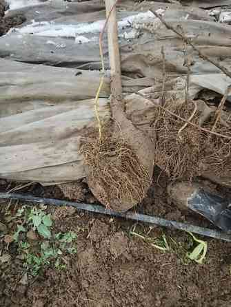 Саженцы ежевики (безшипные крупноплодные сорта) - Посадочный материал Бишкек