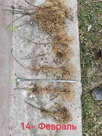 Саженцы ежевики (безшипные крупноплодные сорта) - Посадочный материал Бишкек