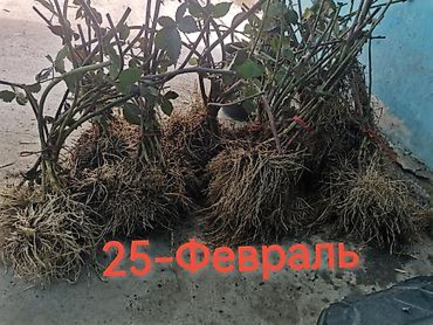 Саженцы ежевики (безшипные крупноплодные сорта) - Посадочный материал Бишкек - изображение 9