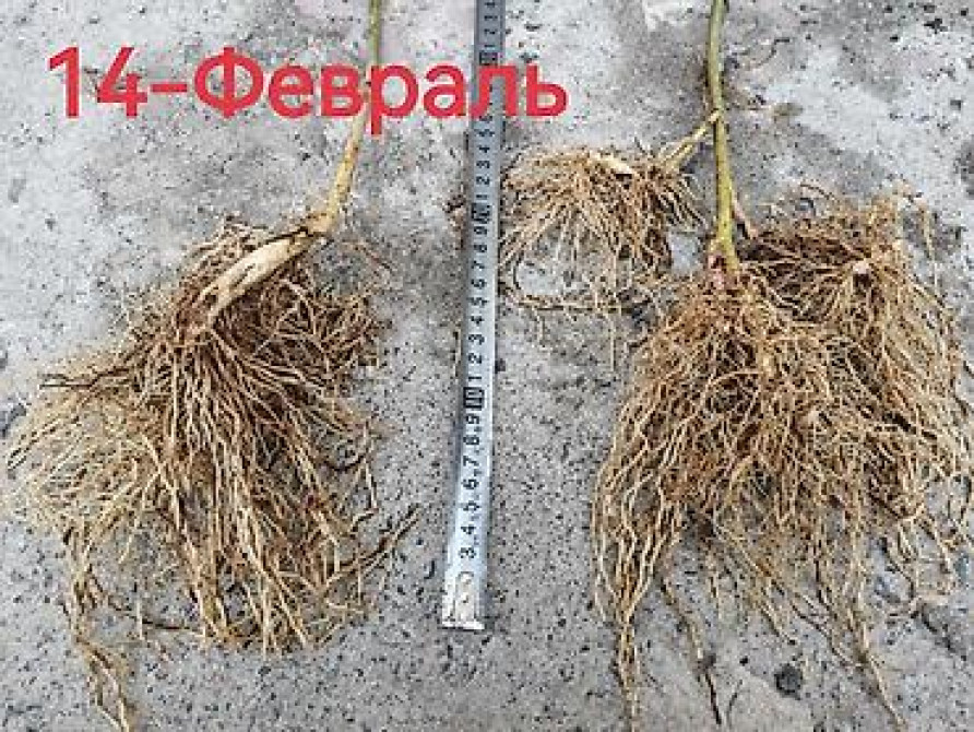 Саженцы ежевики (безшипные крупноплодные сорта) - Посадочный материал Бишкек - изображение 16