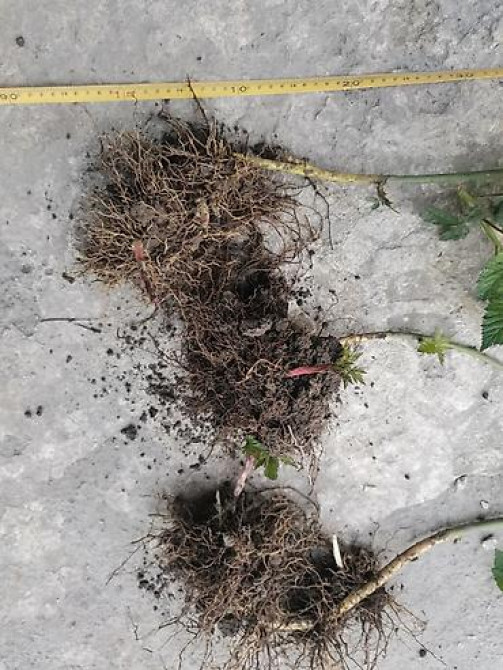 Саженцы ежевики (безшипные крупноплодные сорта) - Посадочный материал Бишкек - изображение 23