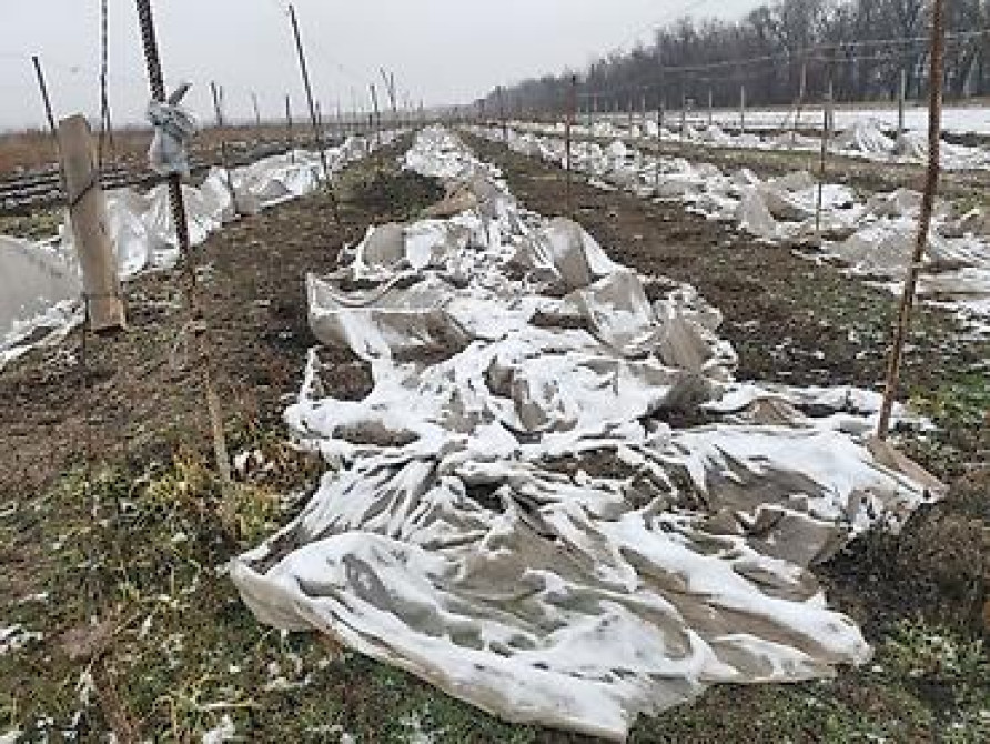 Саженцы ежевики (безшипные крупноплодные сорта) - Посадочный материал Бишкек - изображение 22