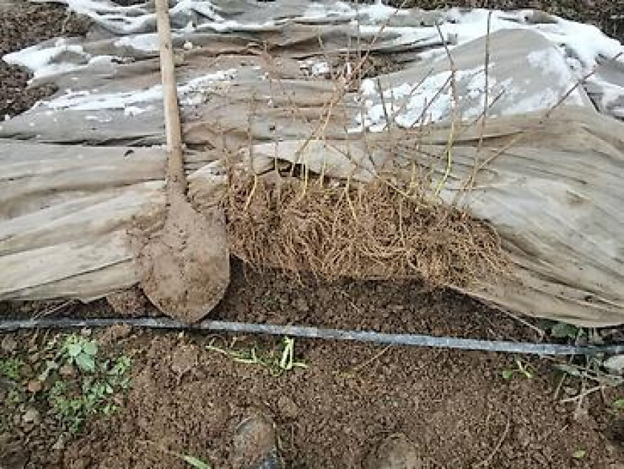 Саженцы ежевики (безшипные крупноплодные сорта) - Посадочный материал Бишкек - изображение 12