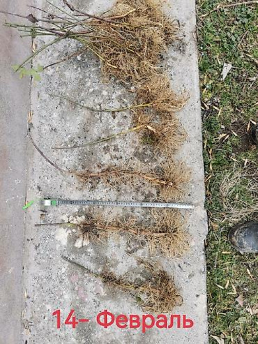 Саженцы ежевики (безшипные крупноплодные сорта) - Посадочный материал Бишкек - изображение 6