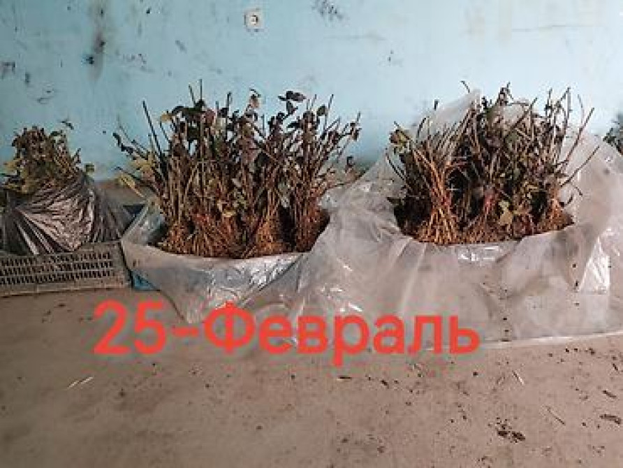 Саженцы ежевики (безшипные крупноплодные сорта) - Посадочный материал Бишкек - изображение 26