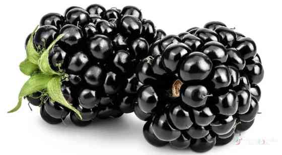 Ежевика кочоттор сатылат 25 сомдон Бишкек