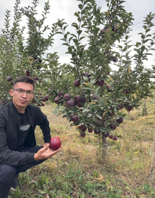Саженцы яблони (крона шпалерного типа) с крупными тёмно-бордовыми Бишкек - изображение 1