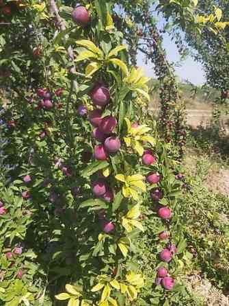 Продается участок 1 гектар!!! Из которого 60 сотых посажена малина 40 Бишкек