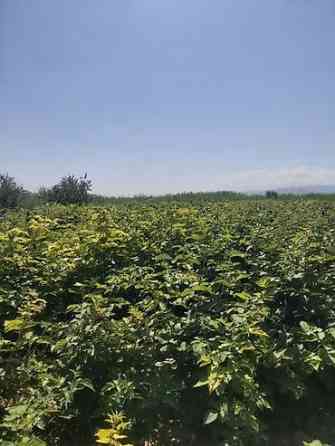 Продается участок 1 гектар!!! Из которого 60 сотых посажена малина 40 Бишкек