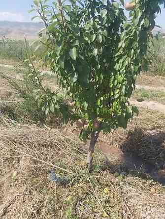 Продается участок 1 гектар!!! Из которого 60 сотых посажена малина 40 Бишкек